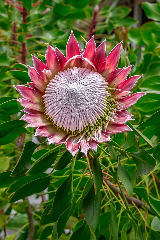 King Protea flower